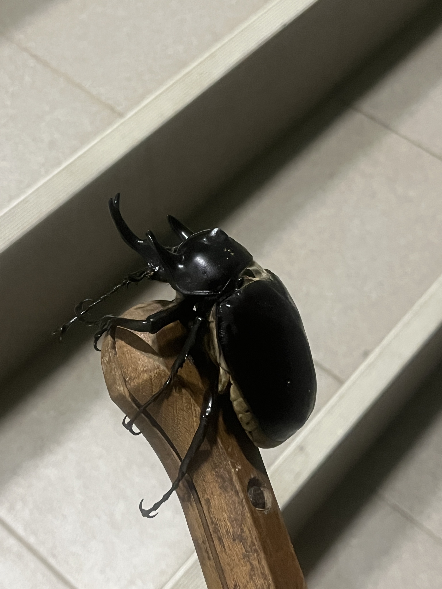 Megasoma actaeon