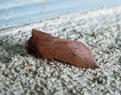 Orthosia transparens