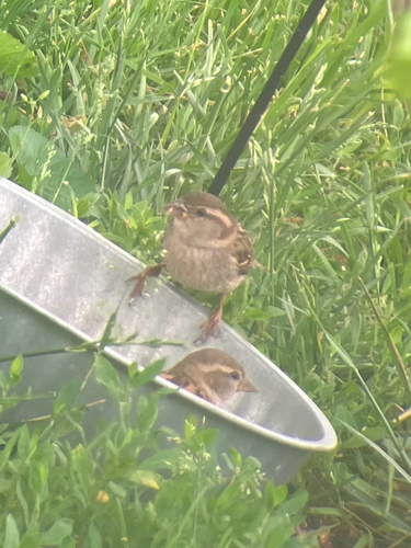 House Sparrow