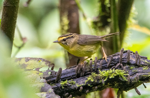 Alcippe cinerea observed 2026-05-13