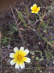 Layia gaillardioides