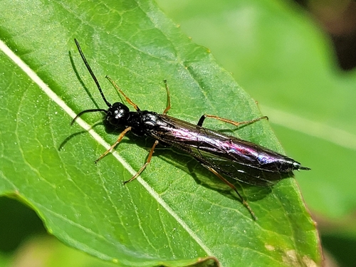 Black Bramble Stem-sawfly