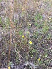 Layia gaillardioides