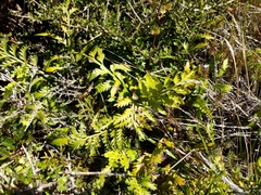 Asplenium appendiculatum maritimum