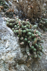 Sedum versadense villadioides