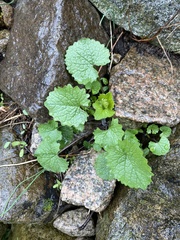 Alliaria petiolata