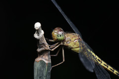 Neurothemis terminata