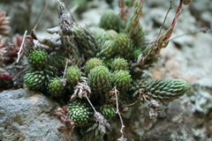 Sedum versadense villadioides