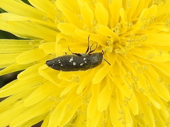 Acmaeodera