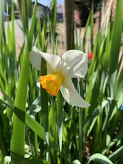 Narcissus poeticus
