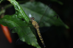 Neurothemis terminata