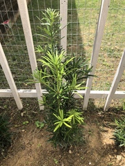 Podocarpus macrophyllus maki