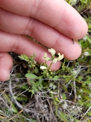 Astragalus breweri