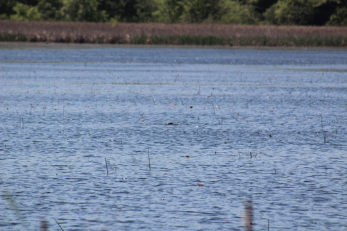 animal observation 2