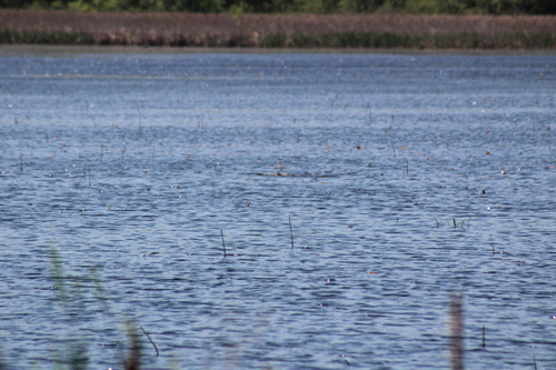 animal observation 6