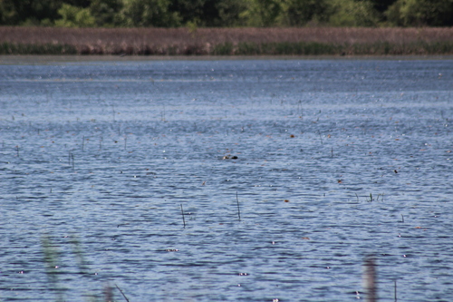 animal observation 7