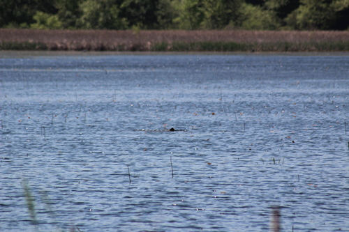 animal observation 8