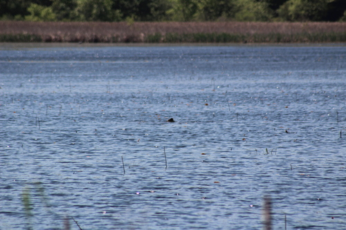 animal observation 9