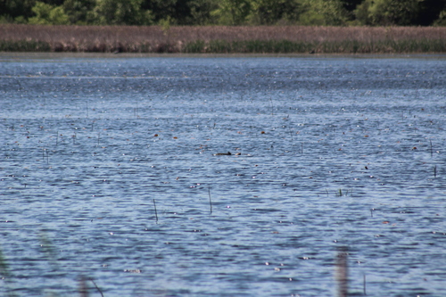 animal observation 11