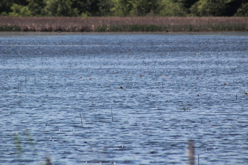 animal observation 12