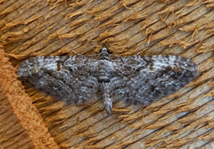 Eupithecia graefii