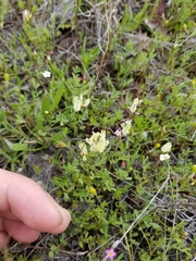 Astragalus breweri