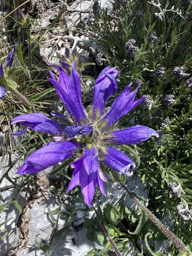 Campanula lingulata, photograph 6