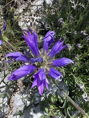 Campanula lingulata, photograph author not stated, no rights reserved