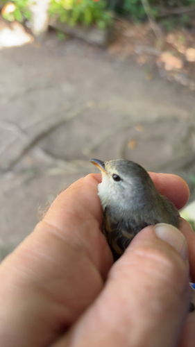 Southern Beardless-Tyrannulet