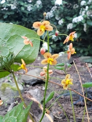 Epimedium