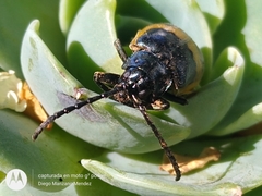 Monocesta ducalis