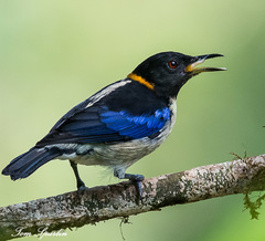 Iridophanes pulcherrimus
