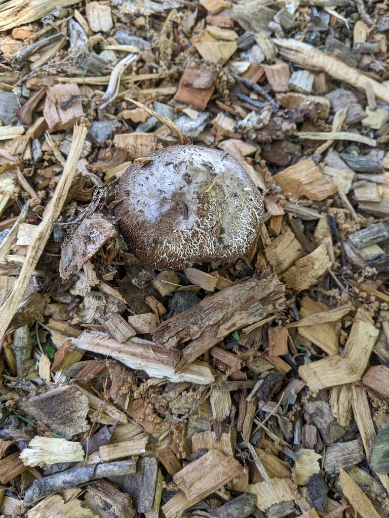 Wine-cap Stropharia · May 2026 · photo: Photo: (c) Maria Aghazarian, some rights reserved (CC BY) · iNaturalist