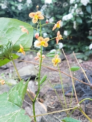 Epimedium