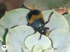 Monocesta ducalis
