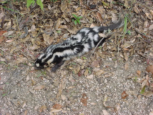 Southern Baja California Spotted Skunk