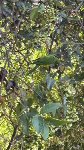 Peach-fronted Parakeet