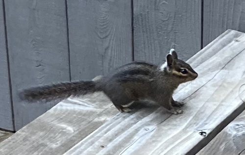 Yellow-cheeked Chipmunk observed by lf-pm