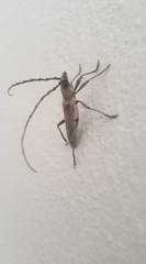 Aneflus glabropunctatus