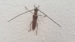 Aneflus glabropunctatus