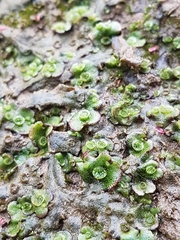 Marchantia polymorpha ruderalis