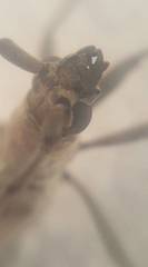 Aneflus glabropunctatus