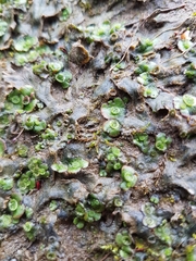 Marchantia polymorpha ruderalis