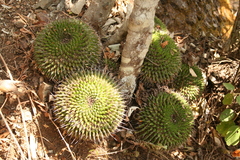 Mammillaria mystax