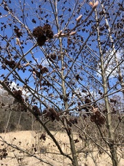 Alnus glutinosa