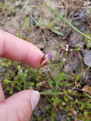 Collinsia sparsiflora