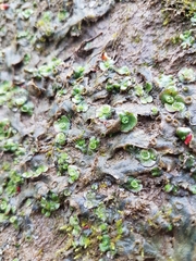 Marchantia polymorpha ruderalis