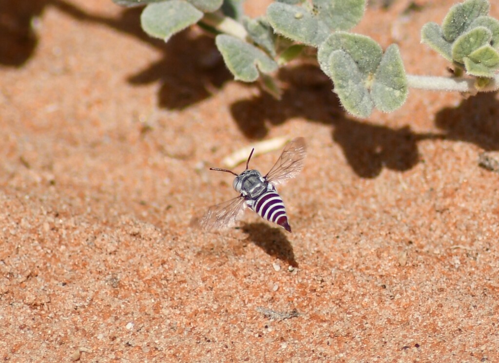Coelioxys indicus