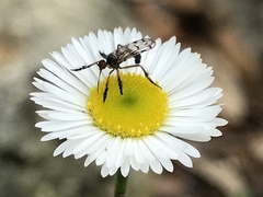 Empis clausa