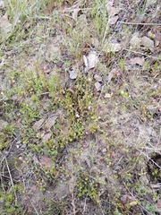 Collinsia sparsiflora